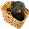 The Wizard Of Oz Toto In Basket